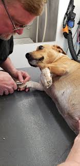 Check spelling or type a new query. All About Pets Mobile Grooming Home Facebook