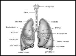 The first bronchi to branch from the trachea are the right main bronchus and the left main bronchus, also known as the primary bronchi. Sistem Pernapasan Manusia Pengertian Fungsi Dan Alatnya Haloedukasi Com