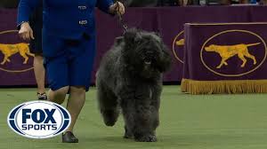 King, a wire hair fox terrier, poses after winning best in show at the 143rd annual westminster kennel club dog show. Group Judging For The Herding Group At The 2019 Westminster Kennel Club Dog Show Fox Sports Youtube
