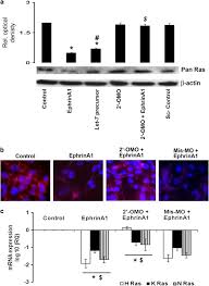 It usually forms in the lining of the lungs or abdomen. Ephrina1 Inhibits Malignant Mesothelioma Tumor Growth Via Let 7 Microrna Mediated Repression Of The Ras Oncogene Cancer Gene Therapy