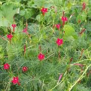 Image result for Ipomoea pes-tigridis