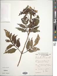 Image result for Bidens pinnatipartita