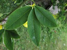 Image result for Laburnum