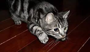Some cats punctuate their roomies with growling, yowling or meowing. Cat Zoomies Why Your Cat Gets Them When To Call The Vet Hill S Pet