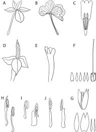 Image result for Sclerochiton vogelii