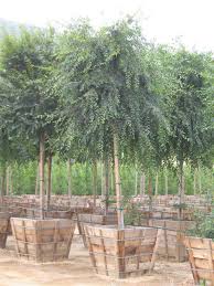 Image result for Ulmus parvifolia