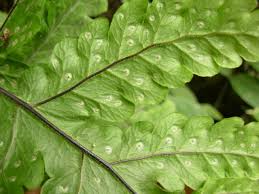 Image result for Tectaria