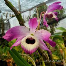 Dendrobium Nobile Dendrobium Nobile Flowers Orchids