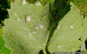 Image result for Colomerus vitis