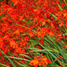 Developed in 1905 by a dutch plantsman, fire king is. Fire King Crocosmia Montbretia High Country Gardens
