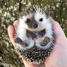 Sun Coast Hedgehogs On Instagram Sweet Little Chia Is Here To Wish You The Happiest Of Weekends She And Her Hedgehog Pet Worlds Cutest Animals Cute Animals