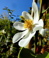 Image result for Mechowia grandiflora