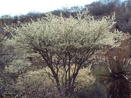 Image result for Acacia mellifera