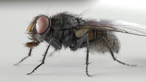 Housefly Rigged And Animated For Cinema 4d 3d Model Cinema 4d Animation 3d Model