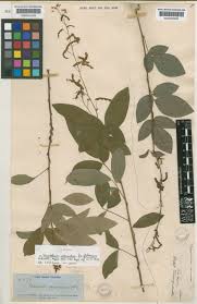 Image result for Grona adscendens