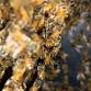 Dr. Armin Rembe Lecture Series: Beekeeping at Los Poblanos and Beyond