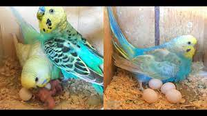 Parakeet Mum Dad Feed Their Newly Born Baby Youtube