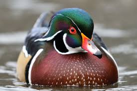 Ducks, ducks, ducks 10 questions. Guess The Duck Species Quiz Hard Difficulty Bird Watching Amino
