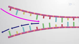 Odia Solution] Distinguish Between:Leading Strand And Lagging Strand