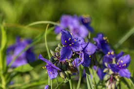 Image result for Browallia