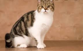 Jaga suhu tubuh kucing tetap hangat. Fakta Unik Tentang Kucing Eventkampus Com