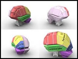 Pin By Jess Hedspeth On Books Brain Models Brain Craft Science Projects