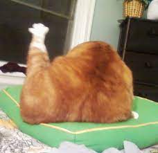 Cats That Look Alarmingly Like Thanksgiving Turkeys Meowingtons