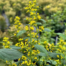 Image result for Solidago
