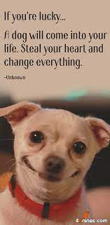 There are many kinds of toxic substances that a dog can come into contact with.﻿﻿ if you think your dog has been exposed to a poison or toxic substance, it is important that you act quickly. My Dog Stole My Heart Dog Quotes Dog Lovers Dogs