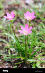 Image result for Zephyranthes candida