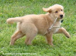 400 Memorable Golden Retriever Names To Celebrate Your New Dog