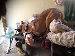 5 Big Reasons You Should Definitely Let Your Dog Sleep In Your Bed The Dog People By Rover Com