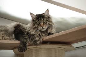 Le maine coon est, avec le savannah, l'une des plus grandes races de chat. Fotos Maine Coon Katze Tiere