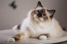 Birman - Wikipedia