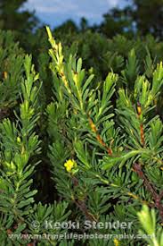 Image result for Suriana maritima