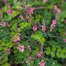 Image result for Indigofera
