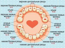 рост и вес ребенка в 1год и 8 месяцев Rezhutsya Pervye Zubki Simptomy Kakie Zuby Rezhutsya Pervymi Chem Pomoch Malyshu U Kotorogo Nachinayut Rez Zdorove Mladenca Prorezyvanie Zubov Planirovshik Dlya Mam