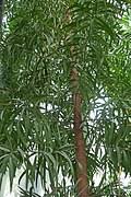 Image result for Afrocarpus usambarensis