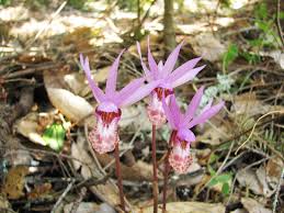 Image result for Bulbostylis congolensis