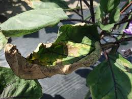 ナスの葉っぱが枯れるのが気になるけれど 空と花の家庭菜園ブログ