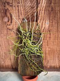 Image result for Microcoelia physophora