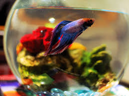 Betta Tanks And Condos For Multiple Betta Fish