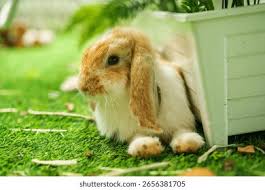 Image result for tbn:nuNU7FPK4A54yM::rvforsaleguide.com/images/bunny-resting-picture.jpg