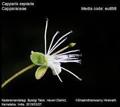 Image result for Capparis sepiaria