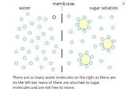 Atp synthase is the enzyme that makes atp by. Why Is The Cell Membrane So Important Names