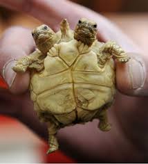 Crazy Deformed Animals Deformed Animals Turtle Baby Turtles