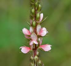 Image result for Indigofera kirkii