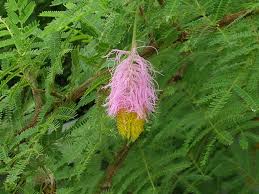 Image result for Dichrostachys