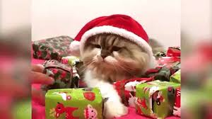 England is still in a national lockdown. 17 Of The Funniest Festive Gifs For Christmas Play Season In Schools