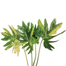 Image result for Thaumatophyllum bipinnatifidum